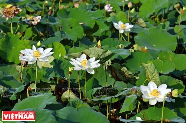 Bảo tồn và nhân giống thành công sen trắng trong Đại Nội Huế 