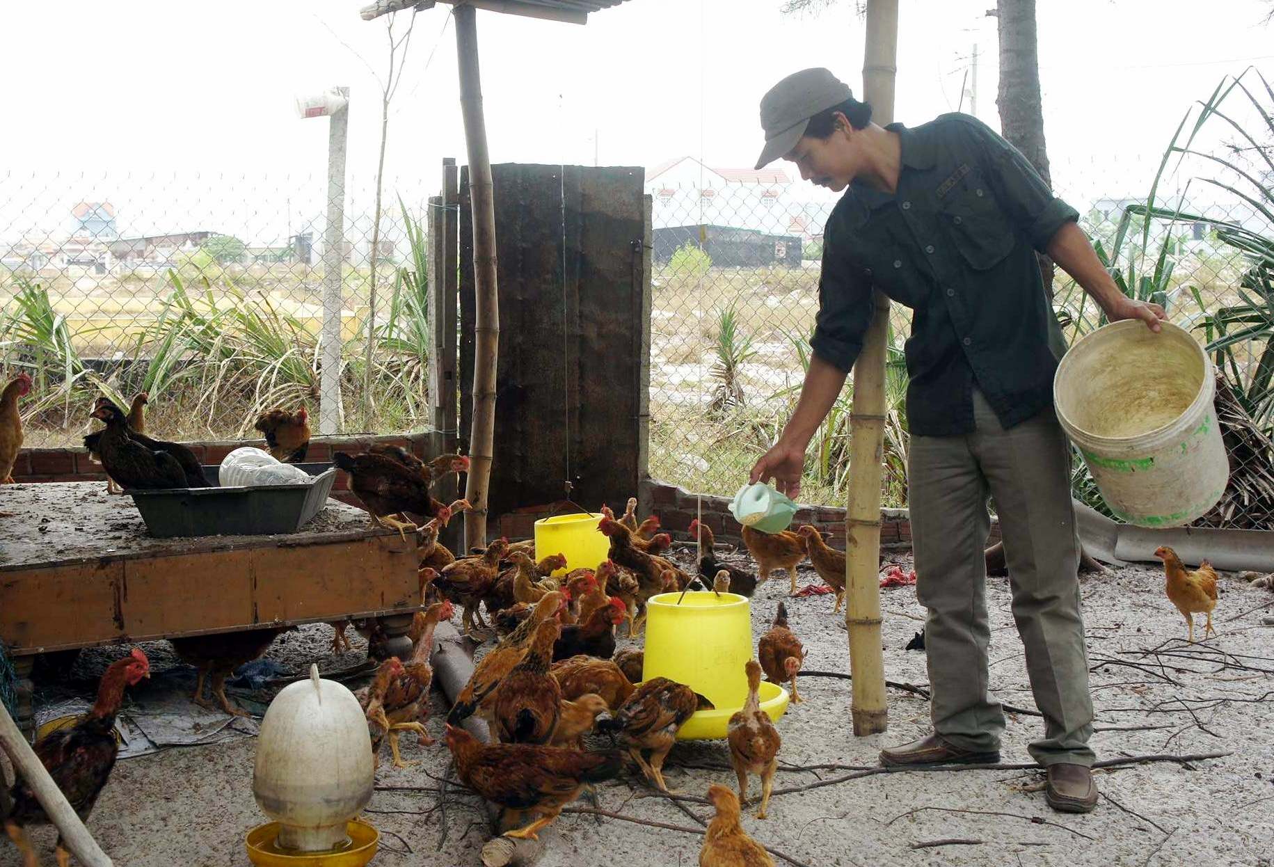 Kháng sinh: Nguy cơ hiện hữu đối với ngành chăn nuôi