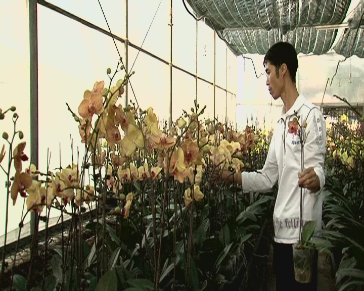 Video: Hoa Tết Đinh Dậu 2017