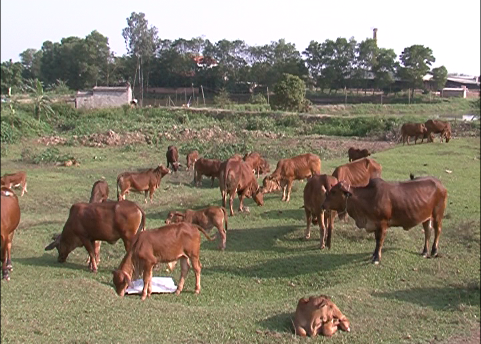 Xây dựng mô hình bò lai hướng thịt chất lượng cao phù hợp với điều kiện tỉnh Hải Dương