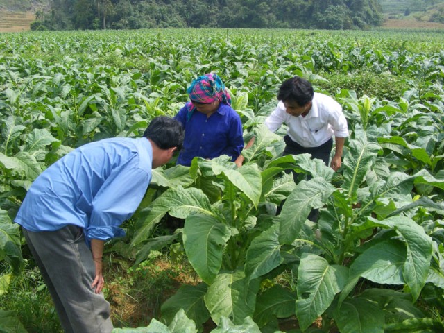 Đã chế tạo ra phân bón cải tạo đất, nâng cao năng suất cây thuốc lá