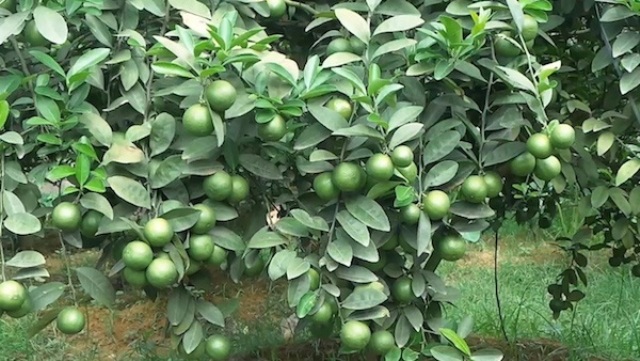 Kỹ thuật trồng chanh tứ quý ra nhiều quả