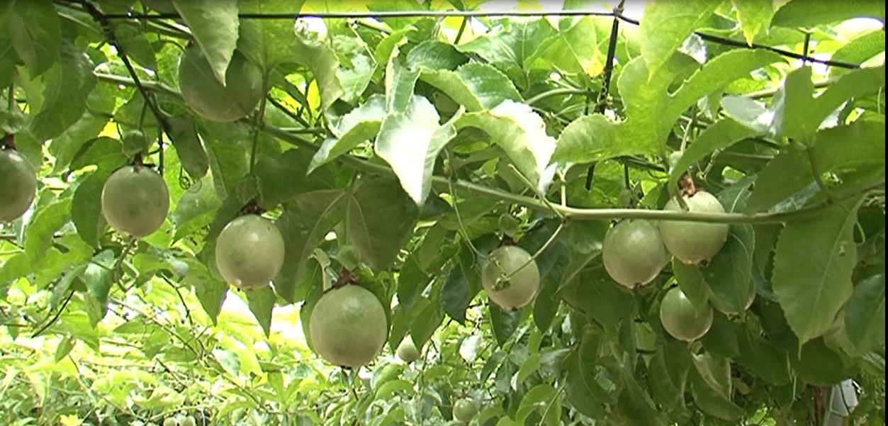 Video: Hội thảo đầu bờ mô hình trồng chanh leo xen gừng