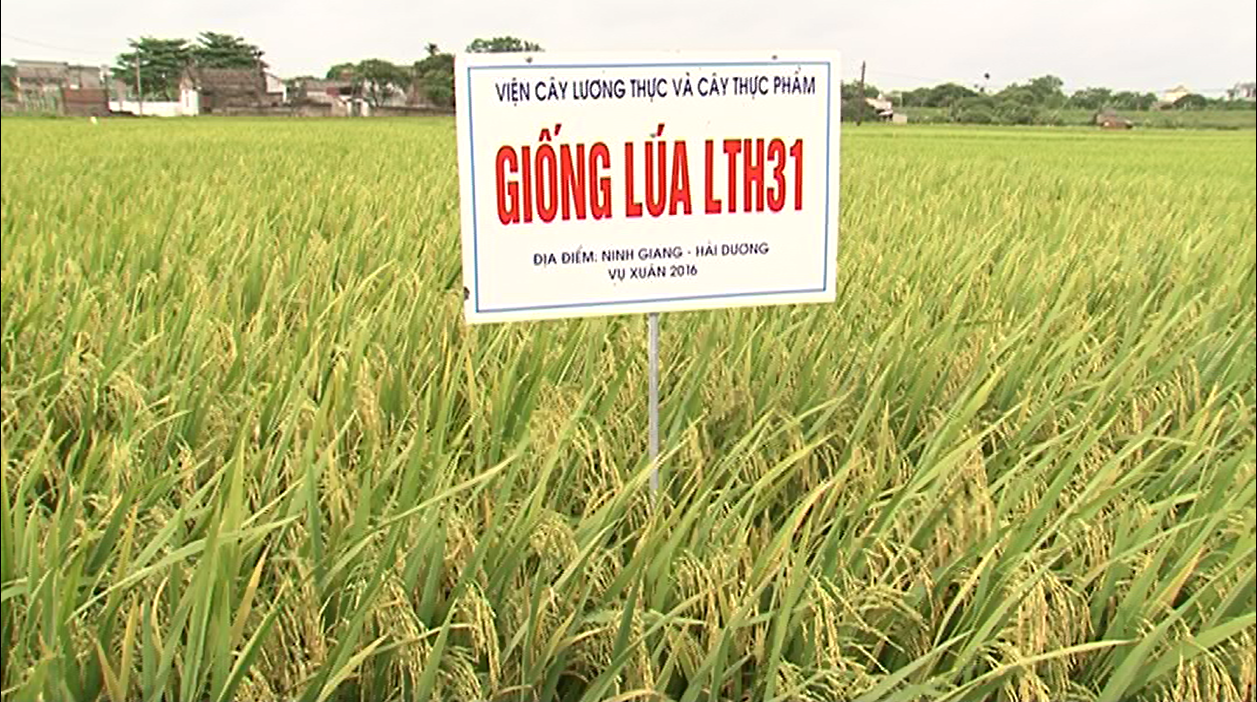 Video: Sản xuất thử và hoàn thiện quy trình giống lúa ngắn ngày năng suất cao chất lượng LTH31 trên địa bàn tỉnh Hải Dương