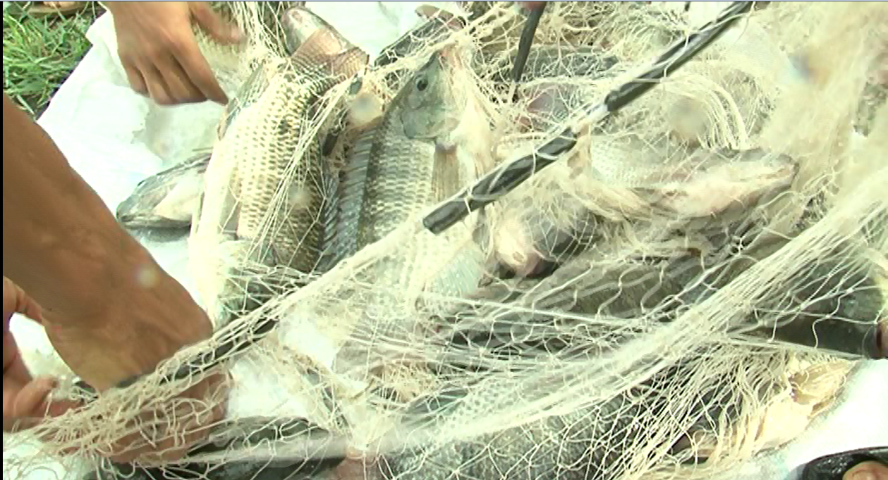 Video: Ứng dụng tiến bộ xây dựng vùng sản xuất thủy sản hàng hóa tập trung tại huyện Gia Lộc