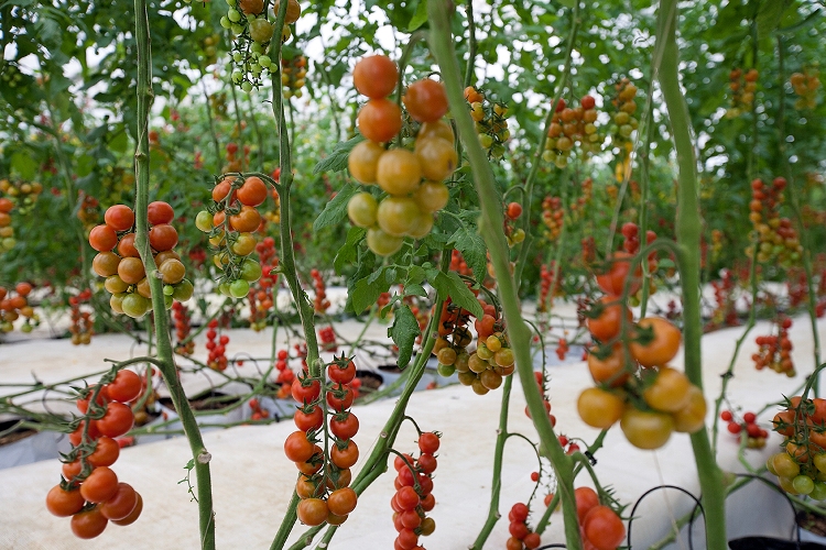 Cần minh bạch hóa trong lĩnh vực chứng nhận nông nghiệp hữu cơ