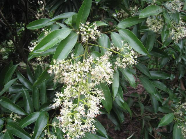 Chăm sóc vải thời kỳ ra hoa đậu quả