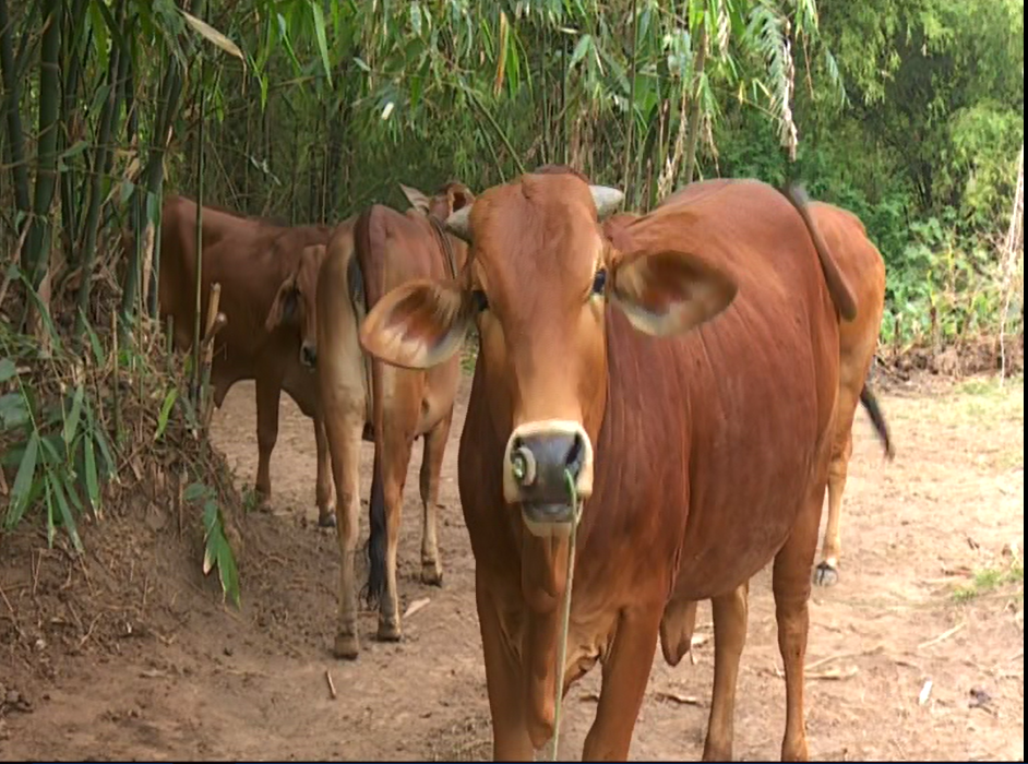 Video: Phát triển đàn bò lai trong chăn nuôi trên địa bàn tỉnh