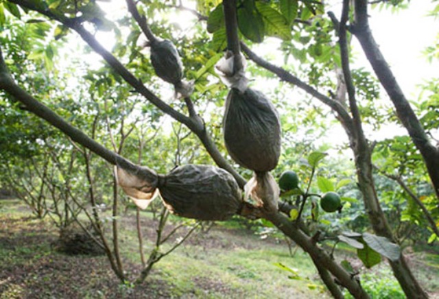 Kỹ thuật chiết cành cây ăn quả