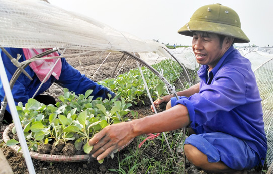 Bí quyết sử dụng nấm có ích cho rau màu