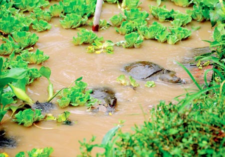 Kỹ thuật nuôi và chăm sóc ba ba đem lại hiệu quả kinh tế cao