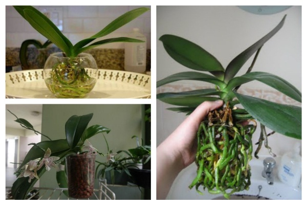 Kỹ thuật trồng hoa Lan Hồ Điệp thủy sinh đẹp ngỡ ngàng chơi Tết