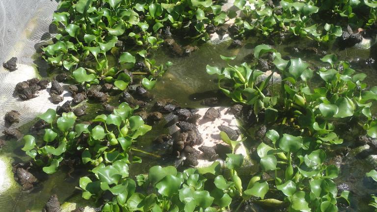 Kỹ thuật nuôi ếch