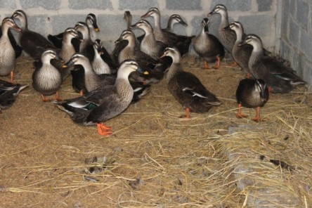 Kỹ thuật nuôi vịt trời nhanh lớn, đem lại hiệu quả kinh tế cao