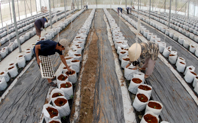 Ứng dụng công nghệ cao tại TP. HCM: Từ con chip đến... lá rau