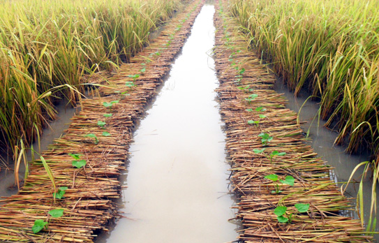 Khắc phục tình trạng dưa, bí bị ngập nước sau mưa lớn