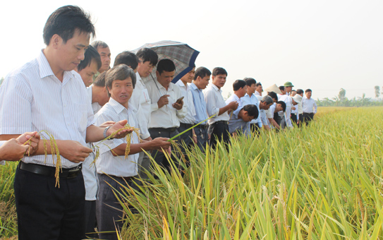 Lúa chất lượng khẳng định vị thế