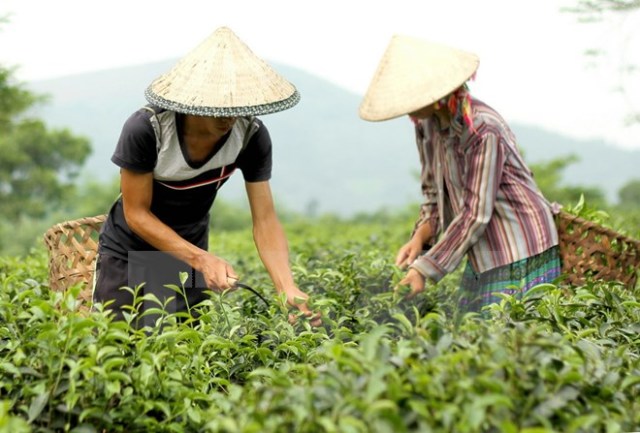 Nhà sáng chế "chân đất" với sản phẩm máy hút sâu chè