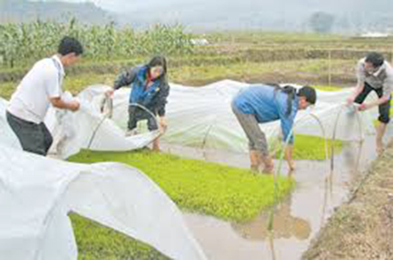 Hải Dương: Tăng cường chống rét và sản xuất nông nghiệp