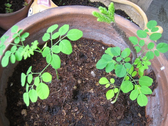 Bí kíp trồng cây chùm ngây một lần, ăn quanh năm.