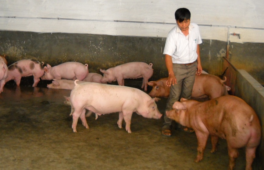 Cần đầu tư bài bản cho nghiên cứu giống vật nuôi