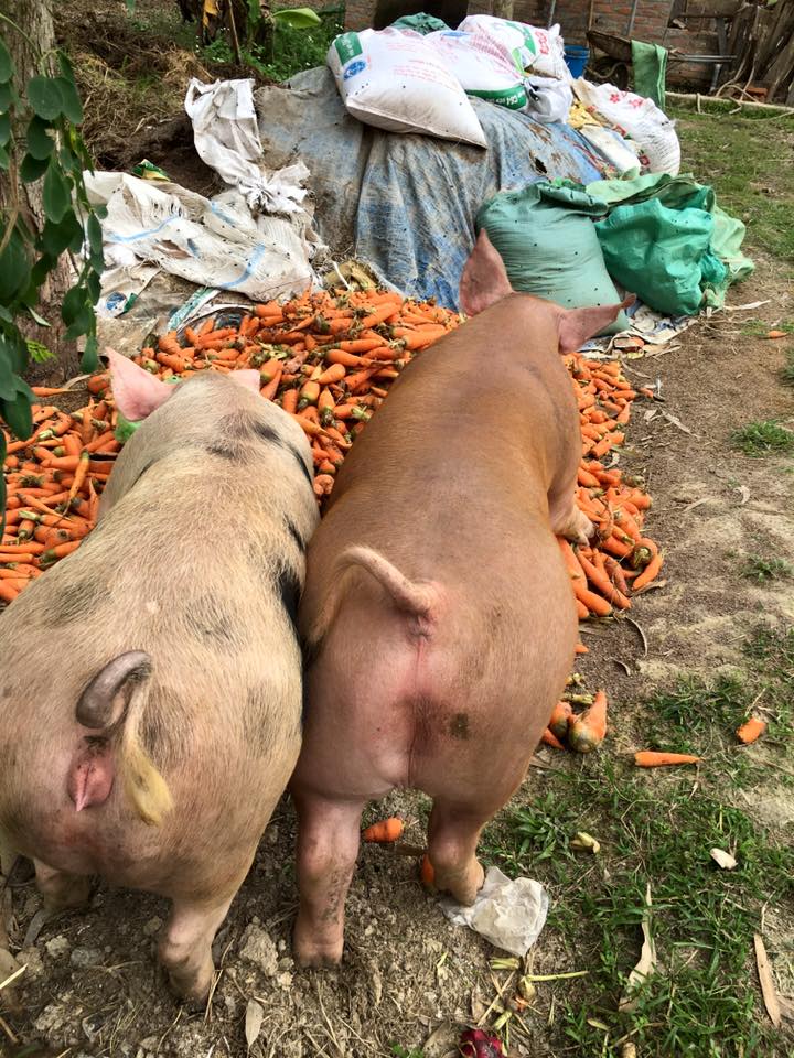 Làm giàu từ mô hình chăn nuôi tổng hợp tại xã Tân Trường