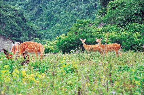 Đánh cược cơ nghiệp vào con đặc sản