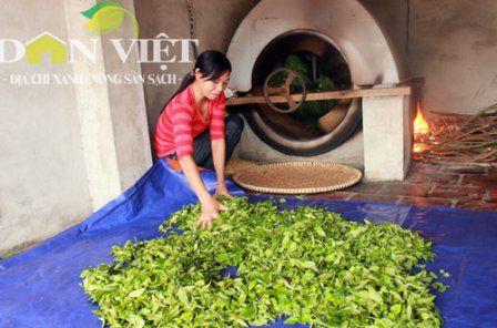 Cả làng xây dựng thương hiệu chè sạch