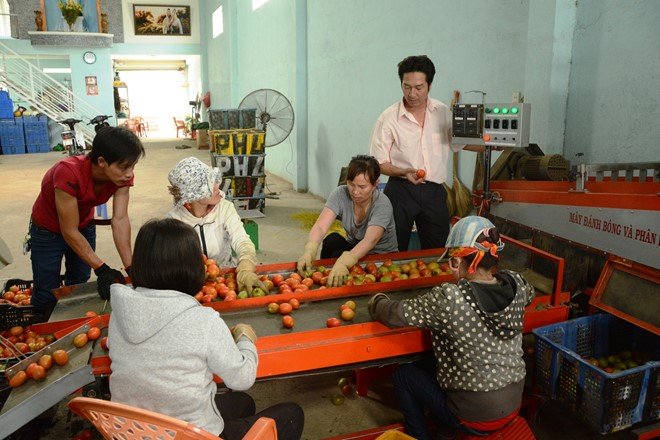 Sáng chế máy rửa, đánh bóng cà chua trong vòng 20 ngày