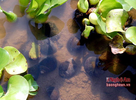 Xây ao kiên cố để nuôi