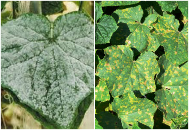Phân biệt bệnh phấn trắng với giả sương mai và cách phòng trừ