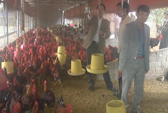 Nuôi gà Tiên Viên mang lại hiệu quả kinh tế cao