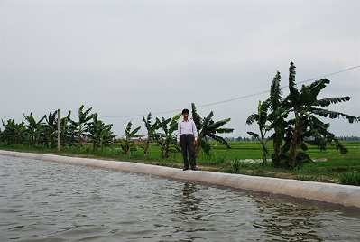 Mô hình nuôi cá trên ao nổi cho hiệu quả kinh tế
