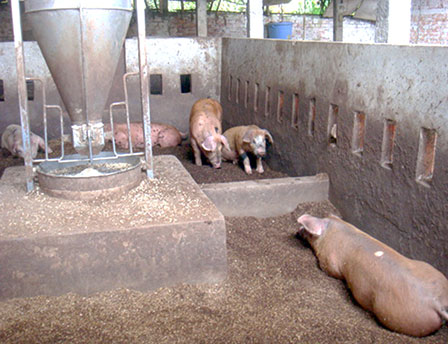 Hiệu quả cao từ mô hình chăn nuôi heo trên đệm lót sinh học