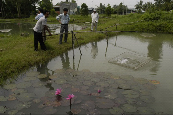 Làm giàu từ mô hình nuôi cá bống tượng kết hợp chăn nuôi tổng hợp