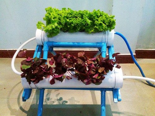 Sinh viên với dự án trồng rau không cần đất