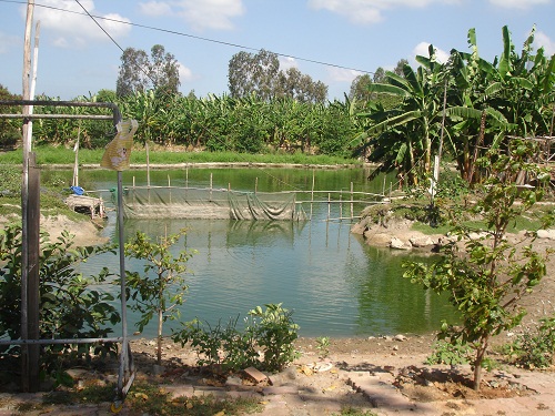 Yên Bái: Làm giàu từ mô hình VAC