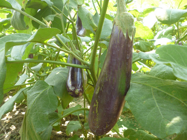  Tìm kiếm bài viết Mô hình trồng cà tím cho thu nhập khá