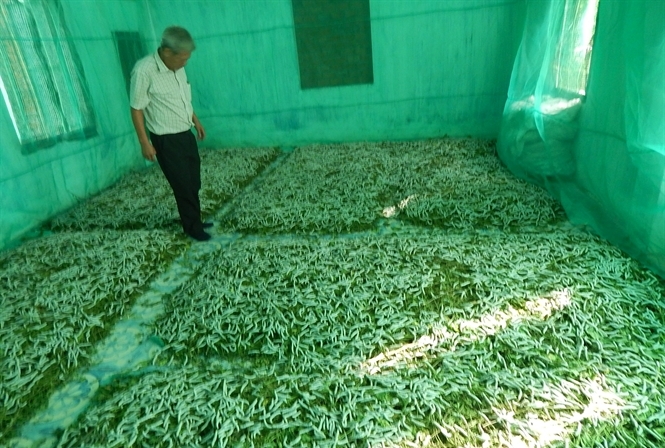 Nuôi tằm dưới nền nhà - Bước tiến mới trong nghề trồng dâu nuôi tằm