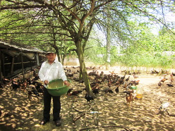 Nuôi gà thả vườn thu lãi trên 200 triệu đồng/năm