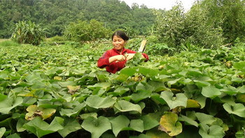 Hòa Bình: Trồng su su lấy ngọn thu lãi 300 triệu đồng/1ha