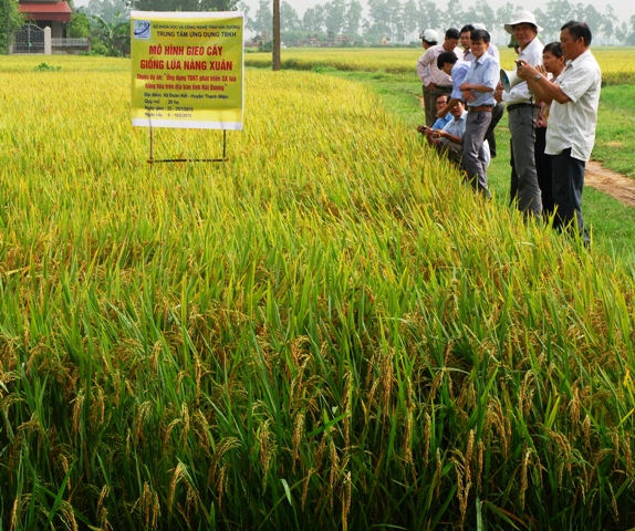 Kết quả xây dựng mô hình sản xuất lúa hàng hóa năm 2015