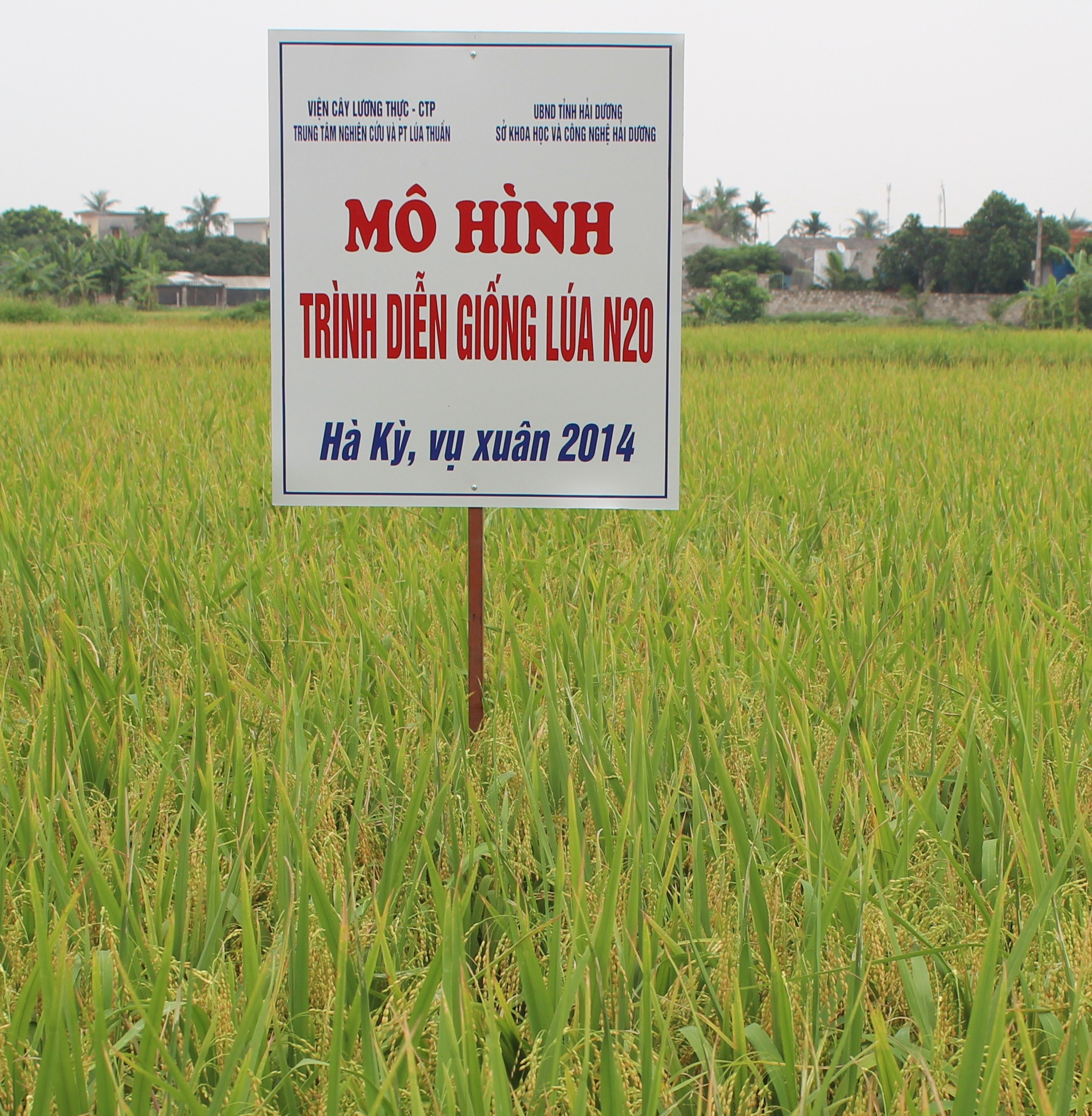 Kết quả mô hình sản xuất giống lúa chất lượng, kháng bạc lá N20 tại Hải Dương