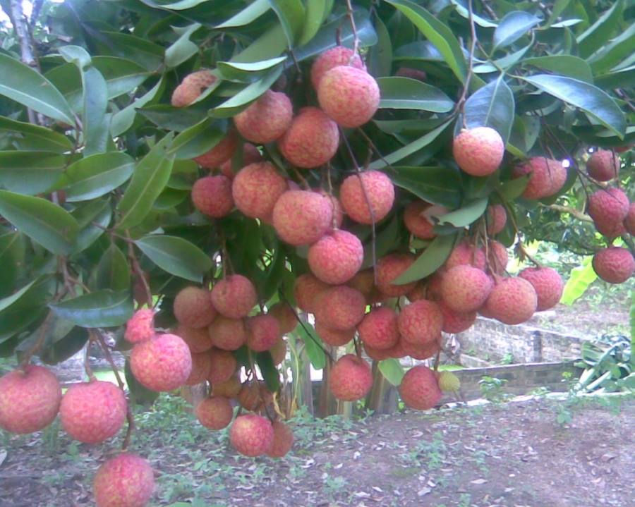 Vải thiều Thanh Hà lọt top "Thương hiệu vàng nông nghiệp Việt Nam năm 2014"