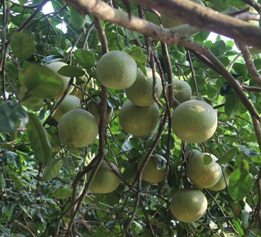 Tỉnh Hải Dương: Cho phép sử dụng một số tên địa danh để đăng ký bảo hộ NHTT