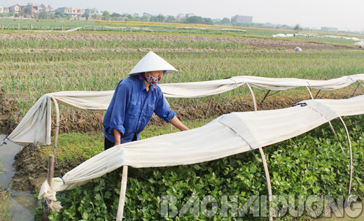 Dùng khum che ni-lông cho cây vụ đông