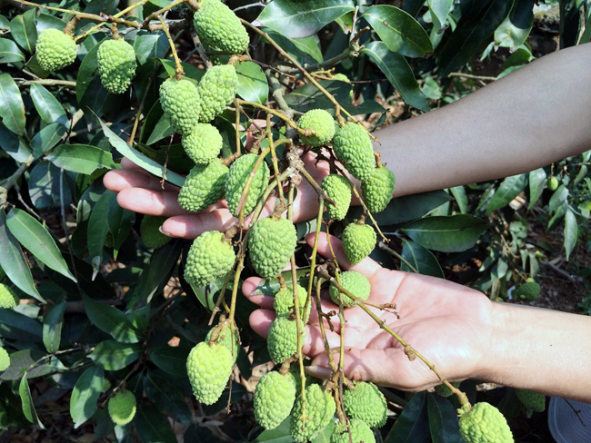 Thanh Hà: Lần đầu sản xuất vải theo tiêu chuẩn GlobalGAP