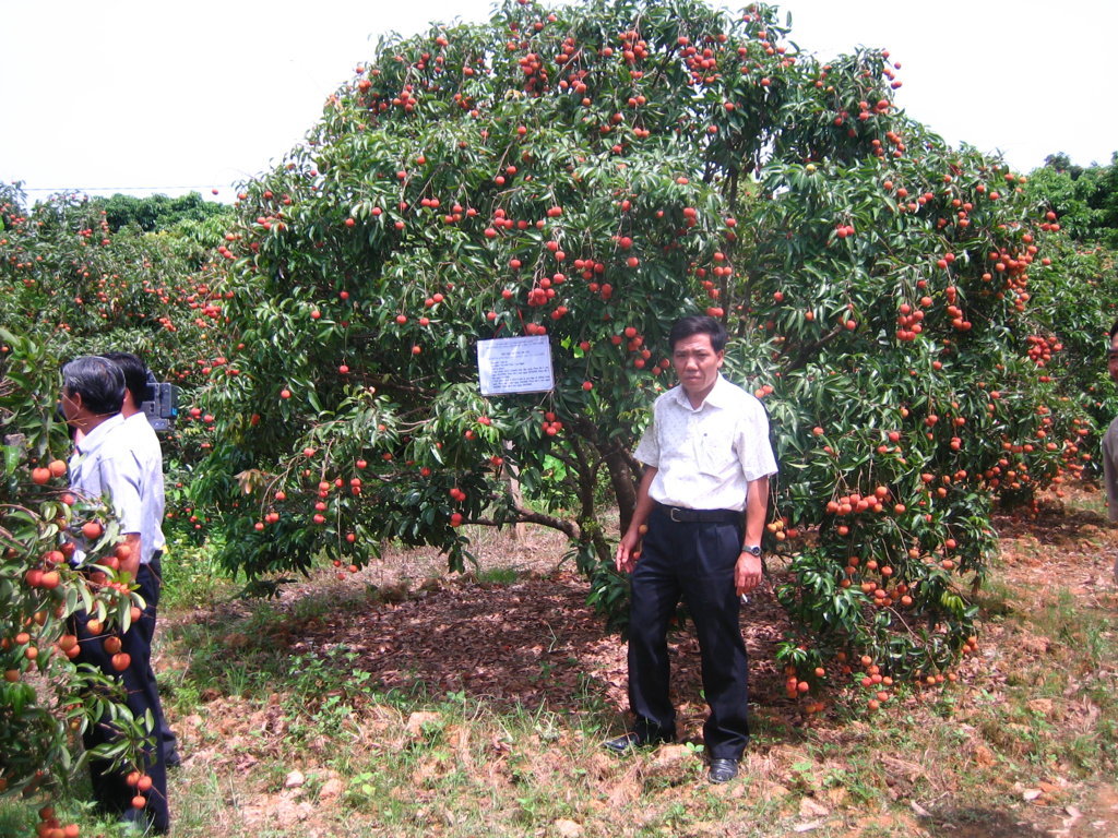 Đón đầu cơ hội đưa nhãn, vải vào Mỹ