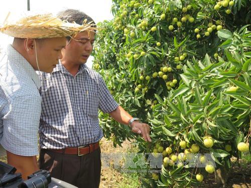 Ngày 30-5-2015: Xuất khẩu lô vải thiều đầu tiên sang Mỹ