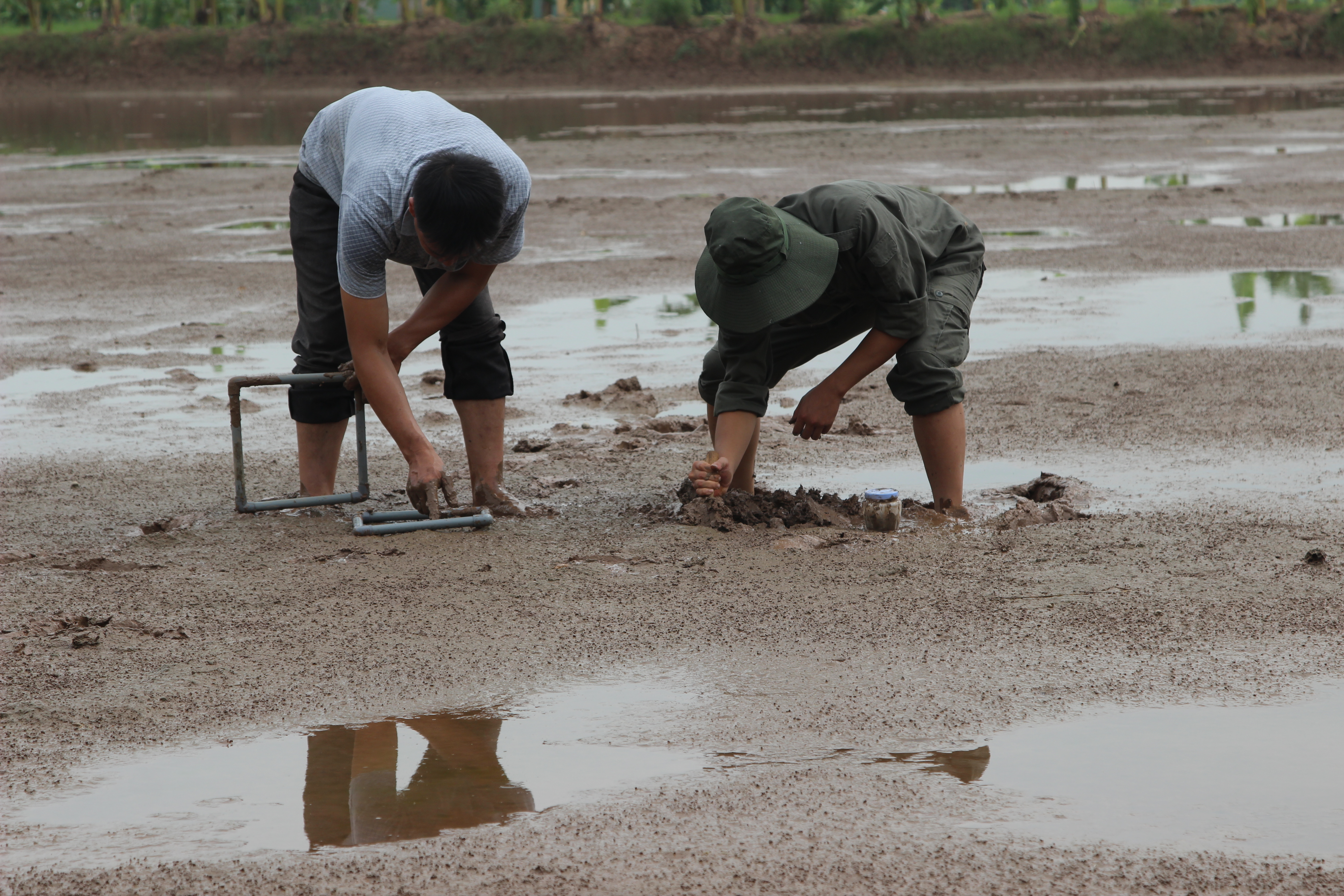 Nghiên cứu bảo tồn nguồn lợi rươi